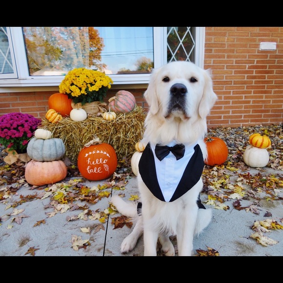 Meet your Posher, Annie - Picture 4 of 5